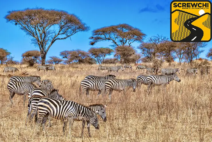 سفر به آفریقای جنوبی